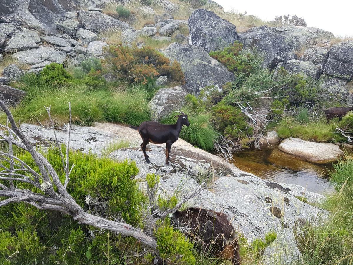 Casa Da Bela Vista - Serra Da Estrela Covilhã Zewnętrze zdjęcie